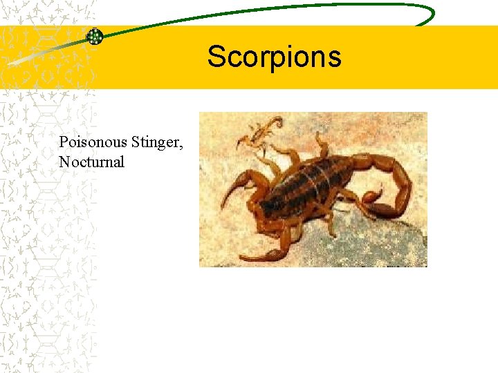 Scorpions Poisonous Stinger, Nocturnal 