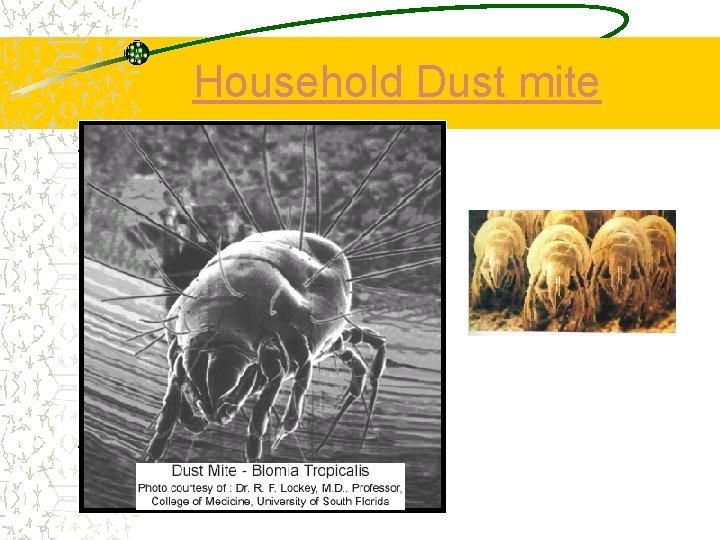 Household Dust mite 