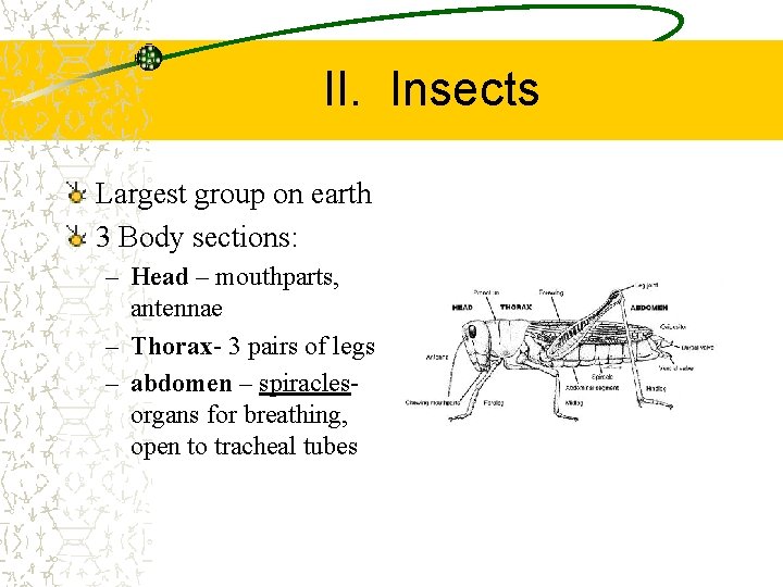 II. Insects Largest group on earth 3 Body sections: – Head – mouthparts, antennae
