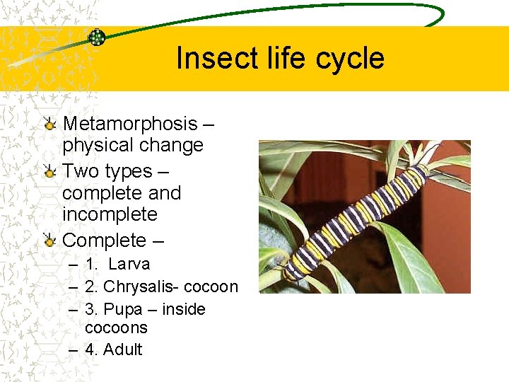 Insect life cycle Metamorphosis – physical change Two types – complete and incomplete Complete