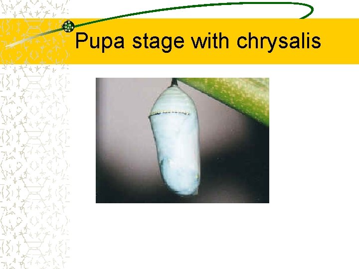 Pupa stage with chrysalis 