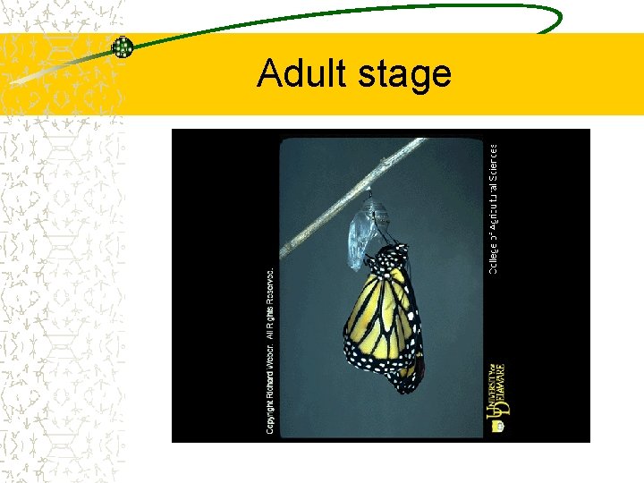 Adult stage 