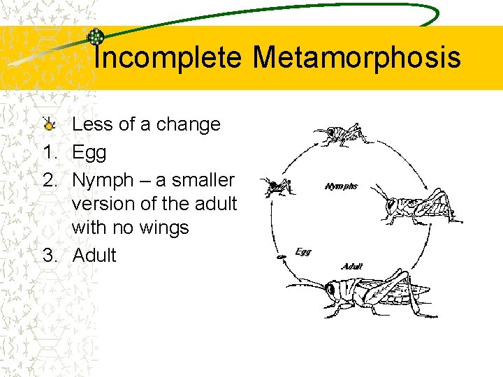 Incomplete Metamorphosis Less of a change 1. Egg 2. Nymph – a smaller version