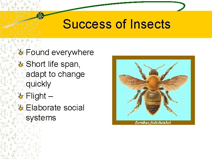 Success of Insects Found everywhere Short life span, adapt to change quickly Flight –