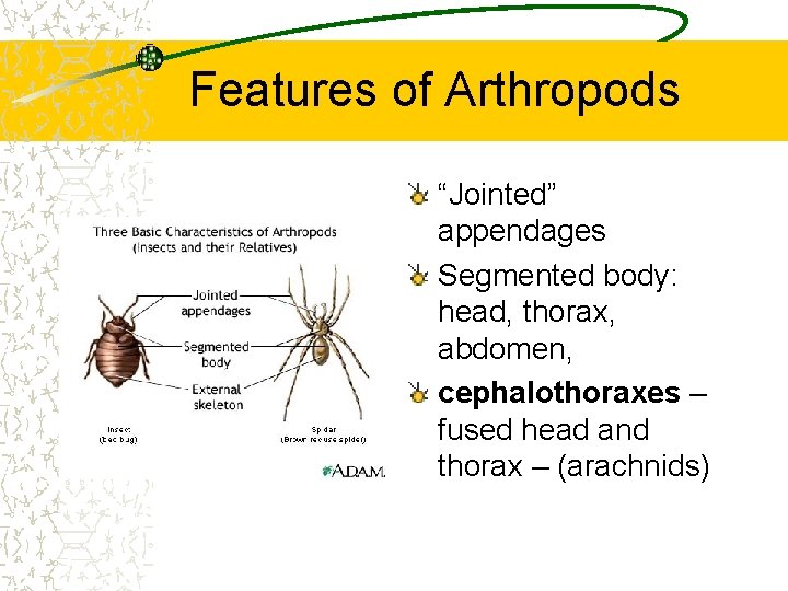 Features of Arthropods “Jointed” appendages Segmented body: head, thorax, abdomen, cephalothoraxes – fused head