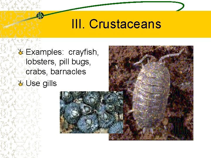 III. Crustaceans Examples: crayfish, lobsters, pill bugs, crabs, barnacles Use gills 