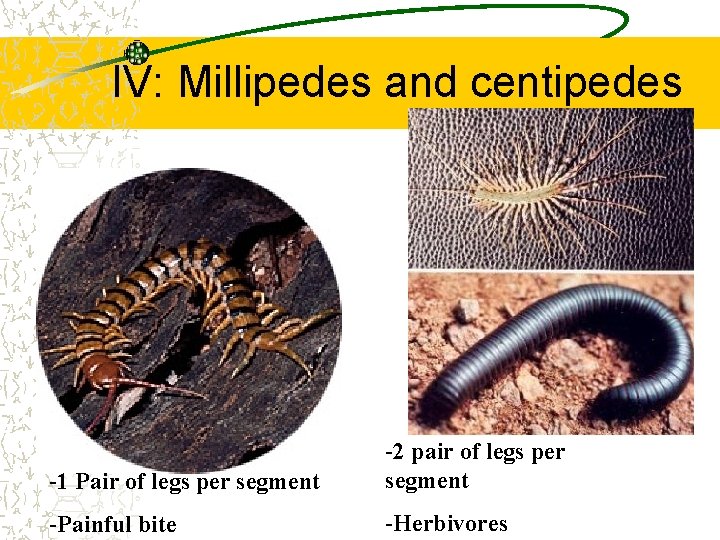 IV: Millipedes and centipedes -1 Pair of legs per segment -2 pair of legs