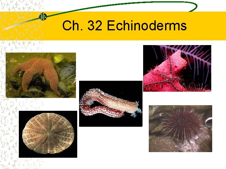 Ch. 32 Echinoderms 