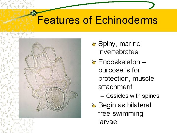 Features of Echinoderms Spiny, marine invertebrates Endoskeleton – purpose is for protection, muscle attachment