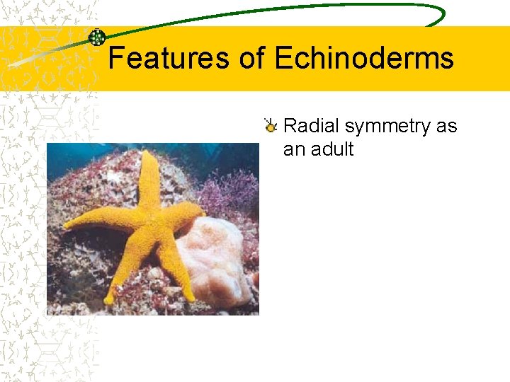 Features of Echinoderms Radial symmetry as an adult 