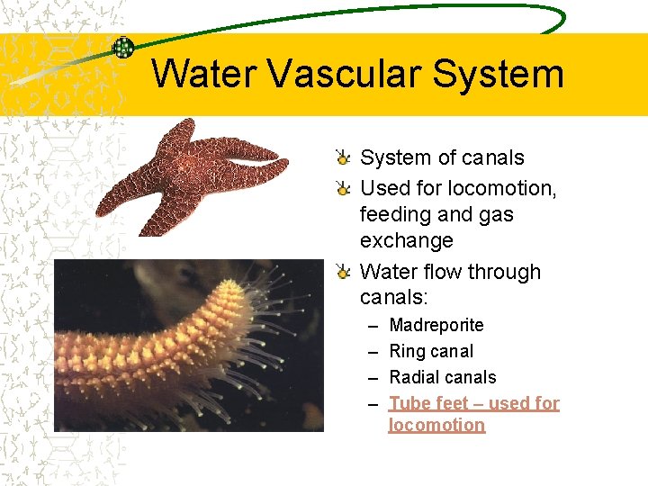 Water Vascular System of canals Used for locomotion, feeding and gas exchange Water flow