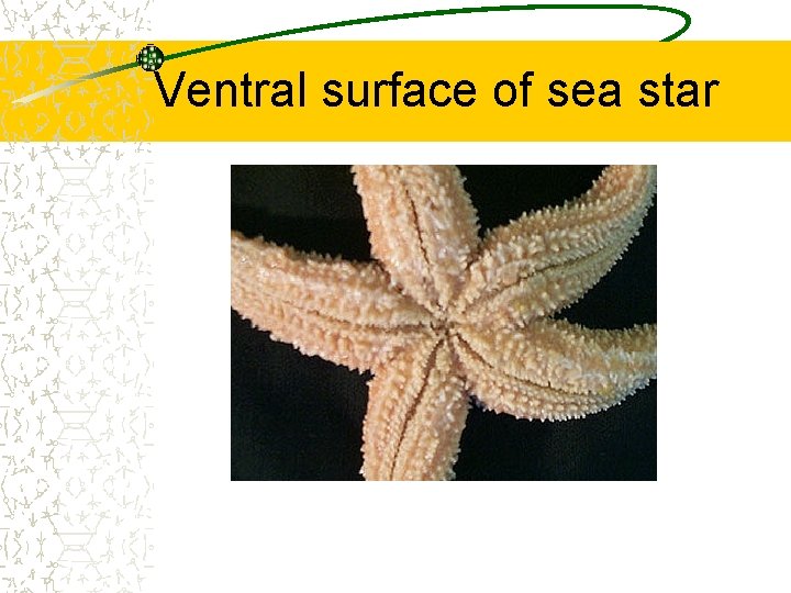 Ventral surface of sea star 