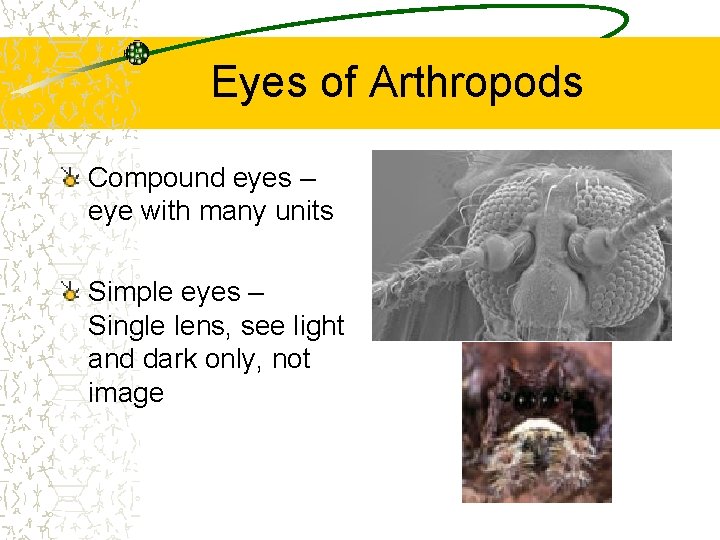 Eyes of Arthropods Compound eyes – eye with many units Simple eyes – Single