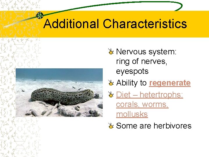 Additional Characteristics Nervous system: ring of nerves, eyespots Ability to regenerate Diet – hetertrophs: