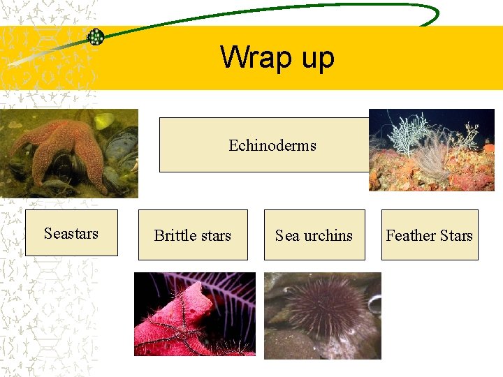 Wrap up Echinoderms Seastars Brittle stars Sea urchins Feather Stars 