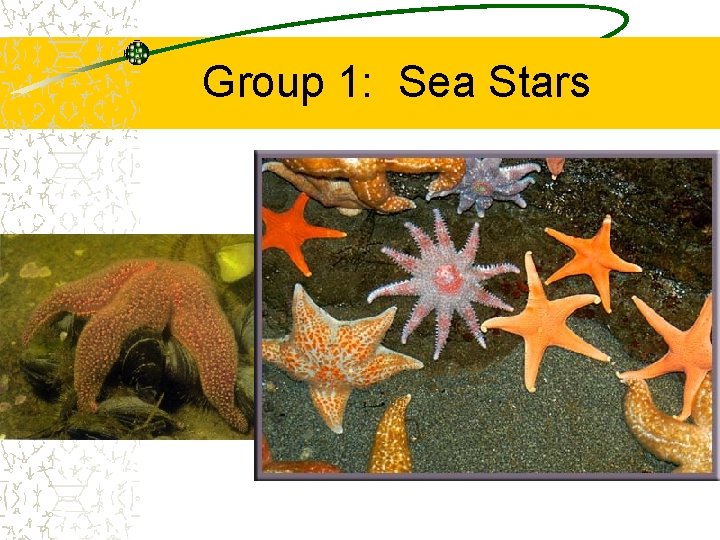 Group 1: Sea Stars 