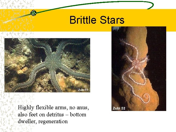 Brittle Stars Highly flexible arms, no anus, also feet on detritus – bottom dweller,