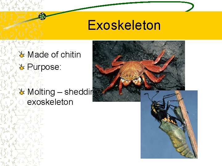  Exoskeleton Made of chitin Purpose: Molting – shedding exoskeleton 