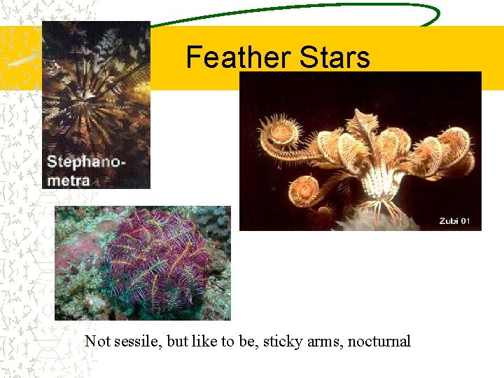 Feather Stars Not sessile, but like to be, sticky arms, nocturnal 