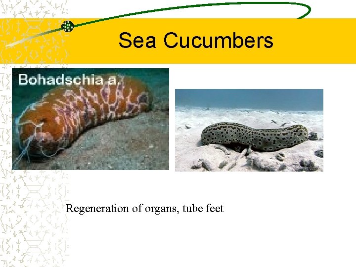 Sea Cucumbers Regeneration of organs, tube feet 