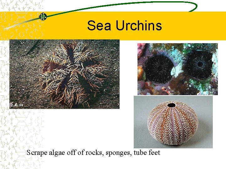 Sea Urchins Scrape algae off of rocks, sponges, tube feet 