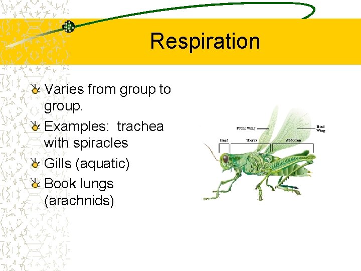  Respiration Varies from group to group. Examples: trachea with spiracles Gills (aquatic) Book