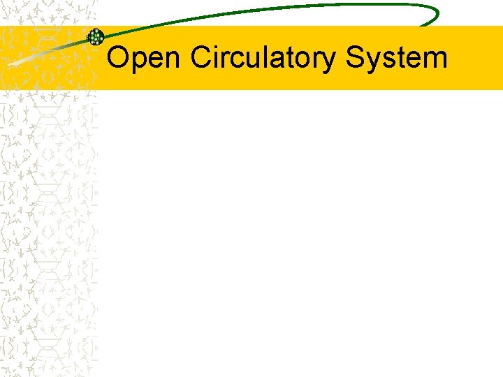 Open Circulatory System 