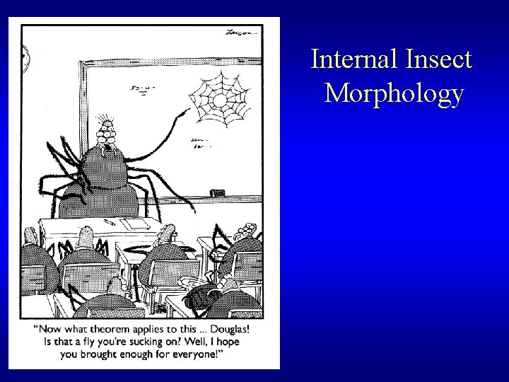 Internal Insect Morphology 