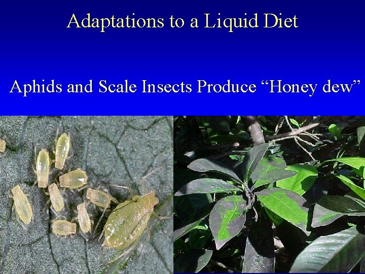 Adaptations to a Liquid Diet Aphids and Scale Insects Produce “Honey dew” 