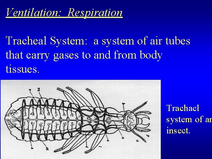 Ventilation: Respiration Tracheal System: a system of air tubes that carry gases to and