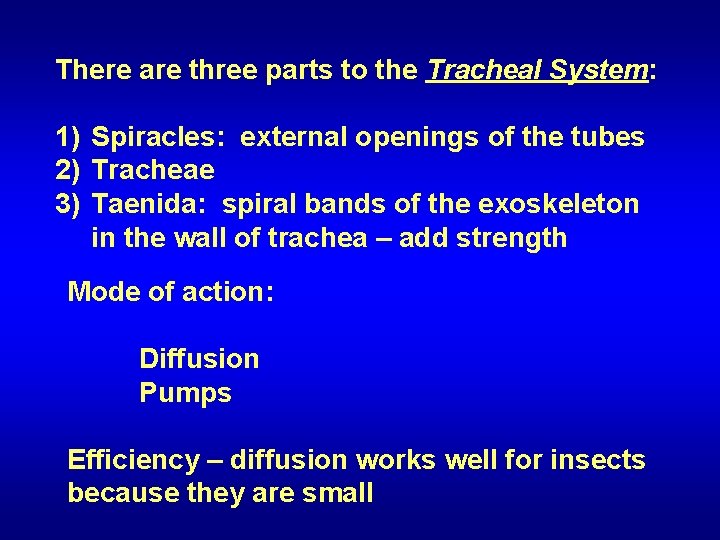 There are three parts to the Tracheal System: 1) Spiracles: external openings of the