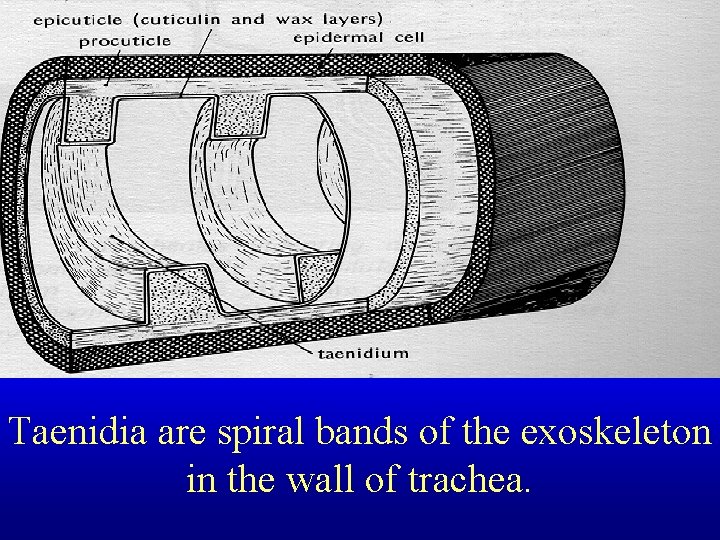 Taenidia are spiral bands of the exoskeleton in the wall of trachea. 