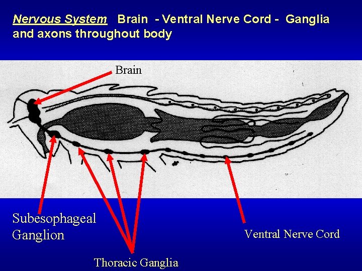 Nervous System Brain - Ventral Nerve Cord - Ganglia and axons throughout body Brain