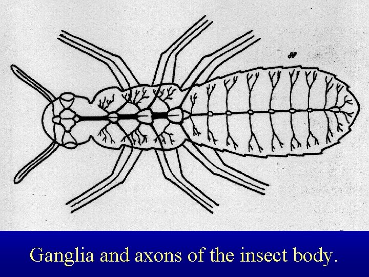 Ganglia and axons of the insect body. 