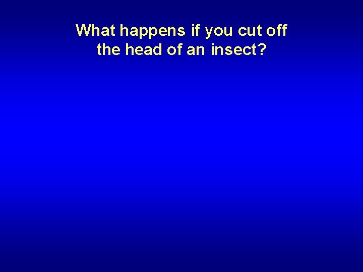 What happens if you cut off the head of an insect? 
