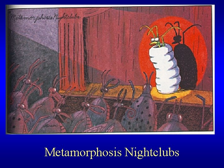 Metamorphosis Nightclubs 