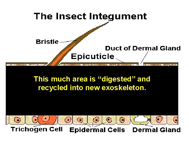 This much area is “digested” and recycled into new exoskeleton. 