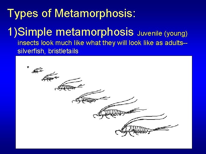 Types of Metamorphosis: 1)Simple metamorphosis Juvenile (young) insects look much like what they will