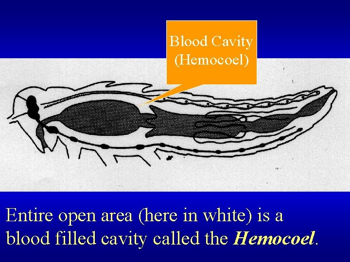 Blood Cavity (Hemocoel) Entire open area (here in white) is a blood filled cavity