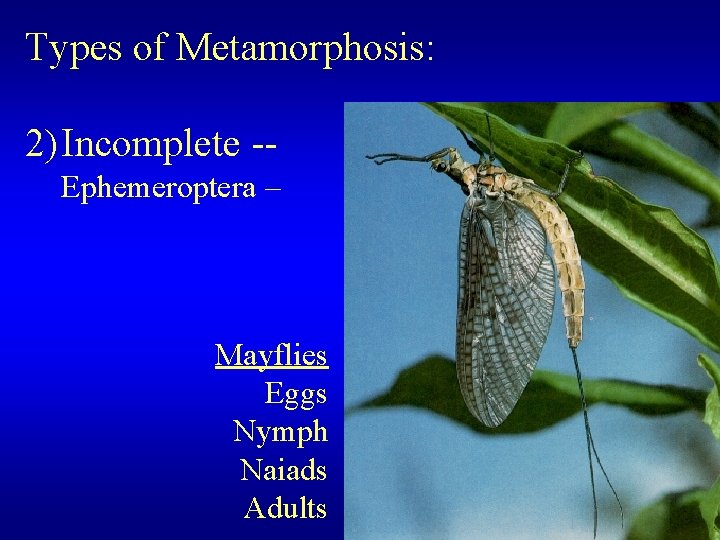 Types of Metamorphosis: 2) Incomplete -Ephemeroptera – Mayflies Eggs Nymph Naiads Adults 