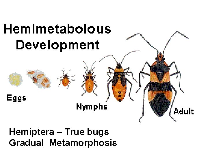Hemiptera – True bugs Gradual Metamorphosis 