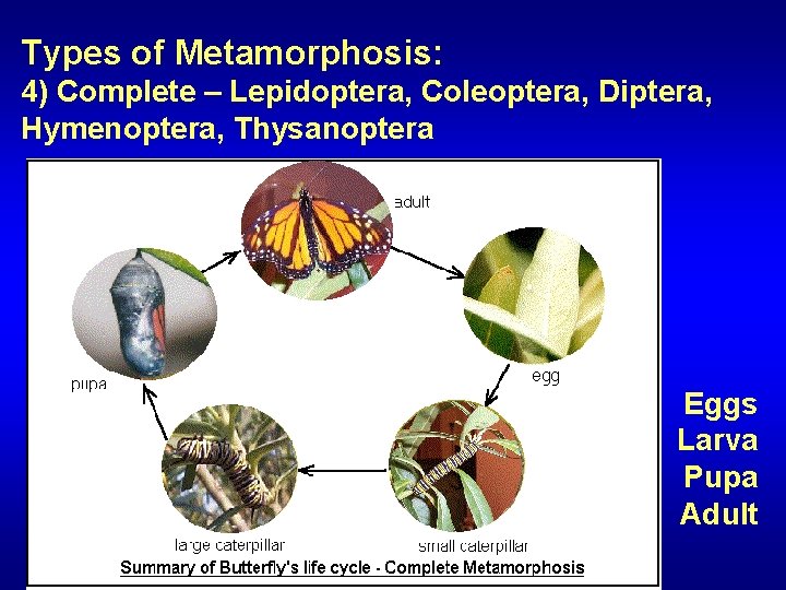 Types of Metamorphosis: 4) Complete – Lepidoptera, Coleoptera, Diptera, Hymenoptera, Thysanoptera Eggs Larva Pupa