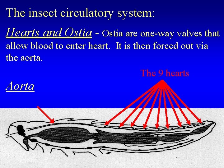 The insect circulatory system: Hearts and Ostia - Ostia are one-way valves that allow
