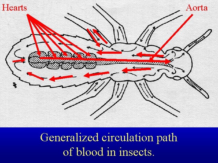 Hearts Aorta Generalized circulation path of blood in insects. 