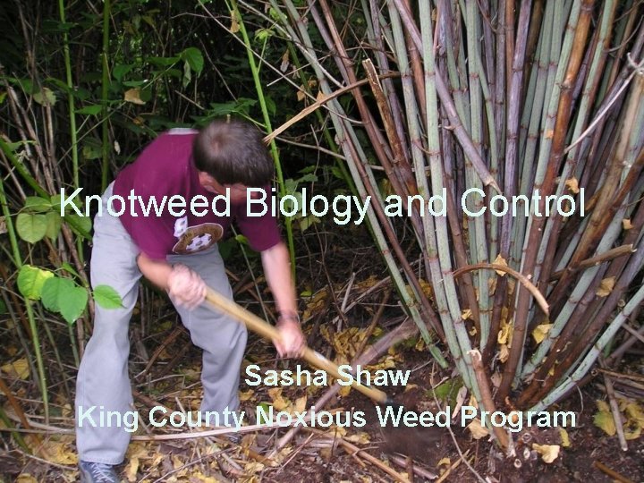 Knotweed Biology and Control Sasha Shaw King County Noxious Weed Program 