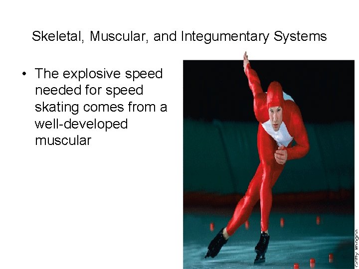 Skeletal, Muscular, and Integumentary Systems • The explosive speed needed for speed skating comes