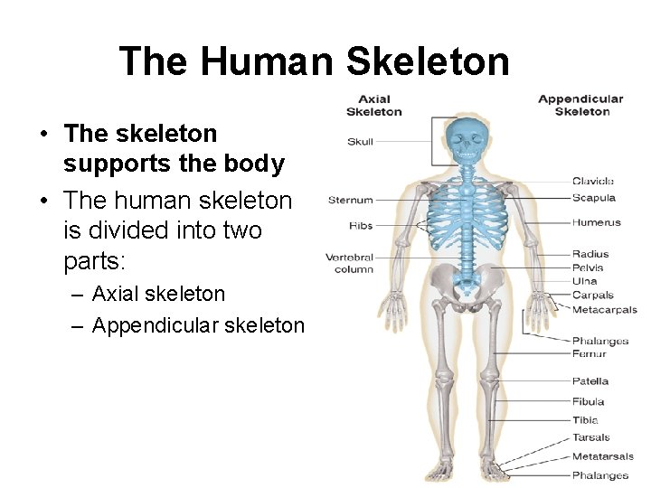 The Human Skeleton • The skeleton supports the body • The human skeleton is