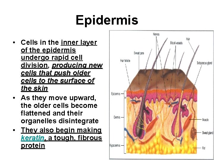 Epidermis • Cells in the inner layer of the epidermis undergo rapid cell division,