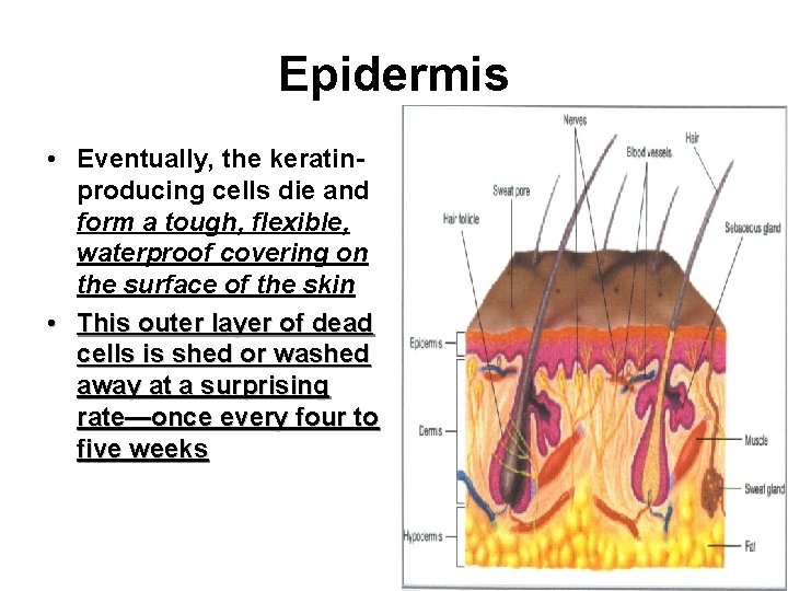 Epidermis • Eventually, the keratinproducing cells die and form a tough, flexible, waterproof covering