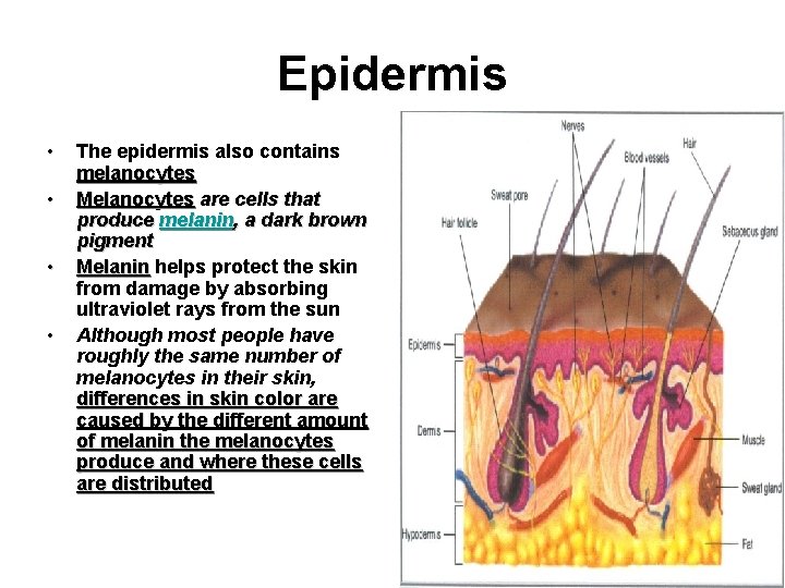 Epidermis • • The epidermis also contains melanocytes Melanocytes are cells that produce melanin,